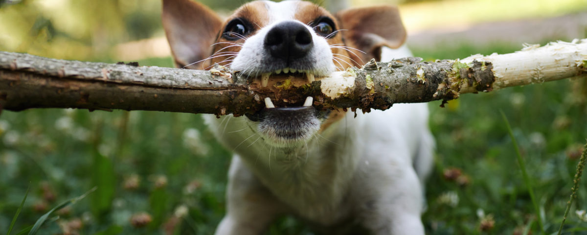 jack russell fight over stick